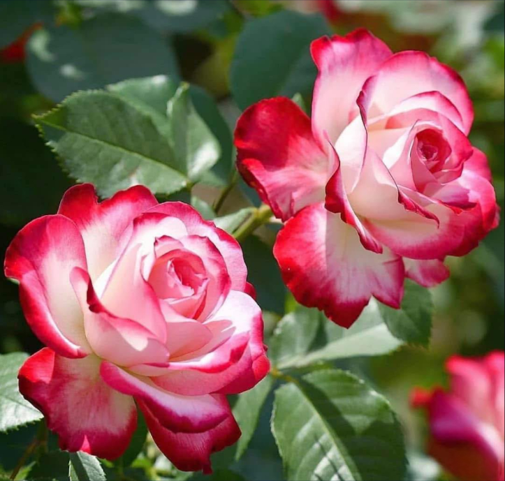 Cherry Parfait Rose Plant Live, Fragrant Hybrid Tea Rose Flowers Well Rooted Plant for Planting Indoor Outdoor, 4 to 8 Inch Tall, Ship No Pot
