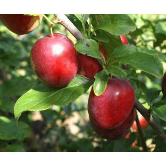 Cherry Plum Tree seedling