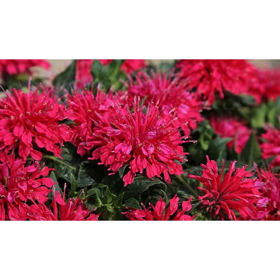 Cherry Pops Bee Balm - Monarda - Compact - Gallon Pot