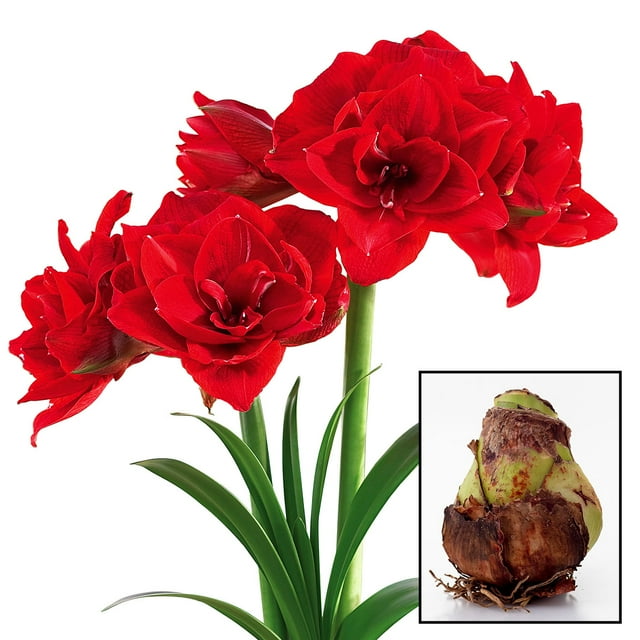 Cherry Red Flowering Dormant Amaryllis Bulb for indoor forcing