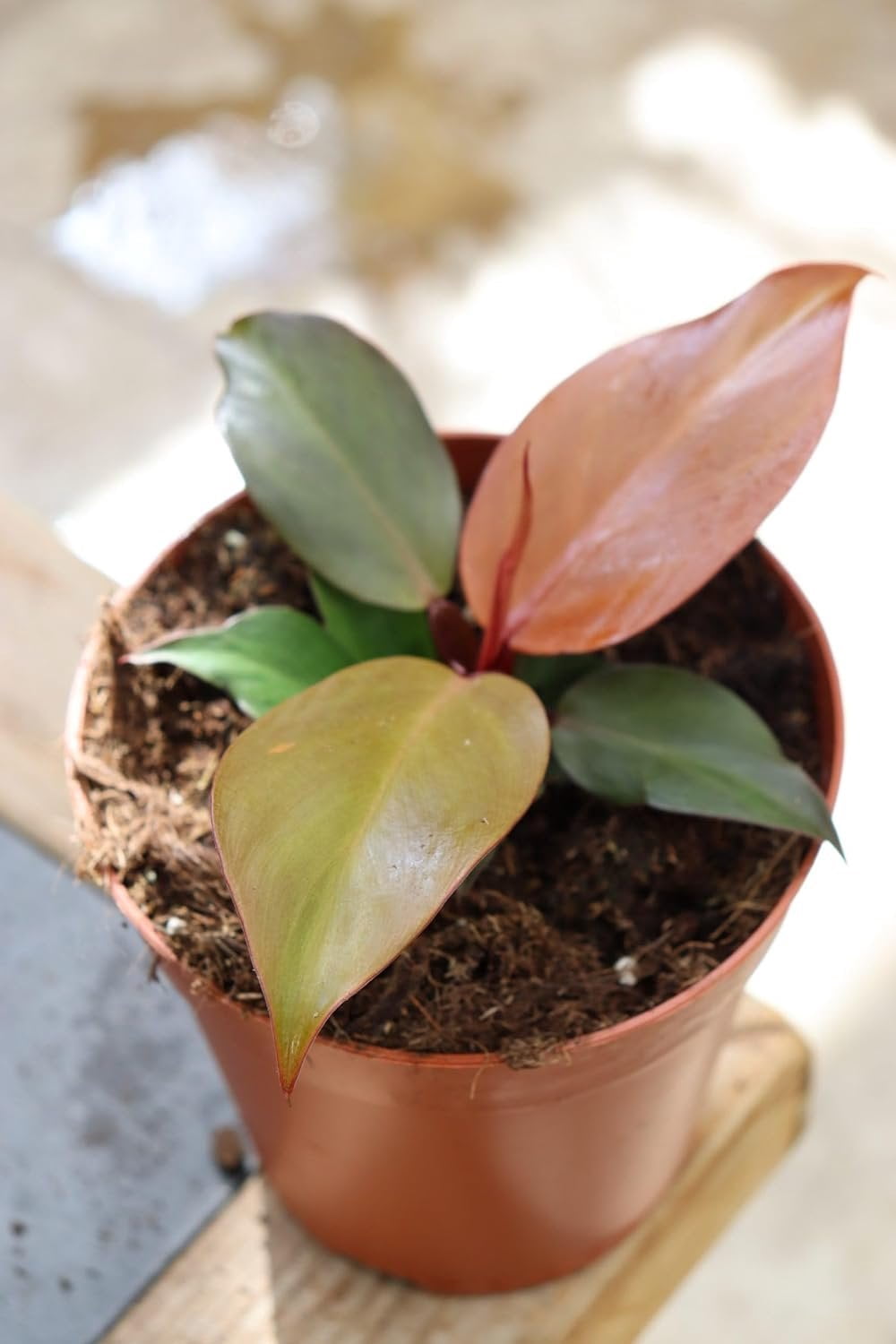 Cherry Red Philodendron - Live Plant in a 4 Inch Pot - Philodendron  Erubescens - Extremely Rare and Beautiful Indoor Houseplant - A Rare  Tropical Masterpiece - Walmart.com