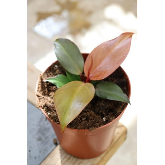 Cherry Red Philodendron - Live Plant in a 4 Inch Pot - Philodendron Erubescens - Extremely Rare and Beautiful Indoor Houseplant - A Rare Tropical Masterpiece