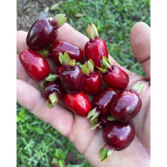 Cherry Rio Grande Tree Live for Planting, Rio Grande Cherry Tree Live Plant, 8 to 10 Inc Tall in Half Gallon Pot, Well-Rooted Fast-Growing Fruit Tree for Garden