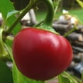 thumbnail image 1 of Cherry Stuffer Heirloom Hot Pepper Premium Seed Packet, 1 of 2