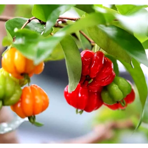 Cherry Surinam Tree Live for Planting, Sweet Cherry Fruit Plant, 5 to 8 Inc Tall in 4" Pot, Well-Rooted Fast-Growing Fruit Tree for Garden