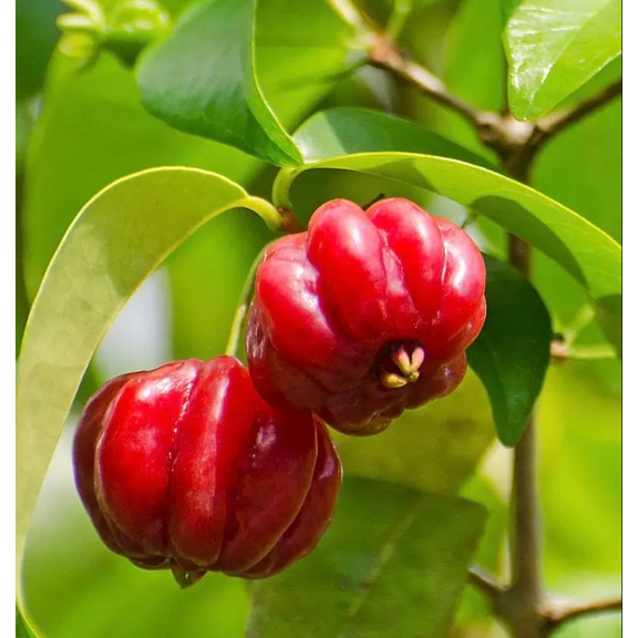 Cherry Surinam Tree Live for Planting, Sweet Cherry Fruit Plant, 6 to 10 Inc Tall in 4" Pot, Well-Rooted Fast-Growing Fruit Tree for Garden