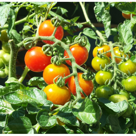 Cherry Tomato Plant Live for Planting, Tomato Live Plant 3-5 Inch Tall in 4 Inch Pot, Sweet Red Fruits, Vegetable Seedlings for Outdoors Garden, Patio