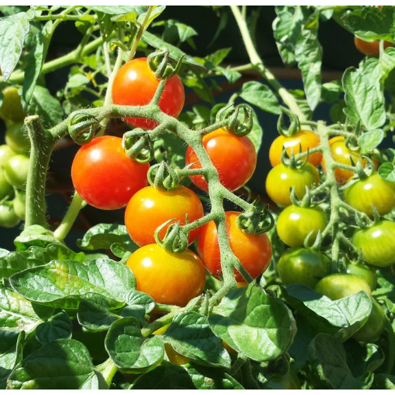 Cherry Tomato Plant Live for Planting, Tomato Live Plant 3-5 Inch Tall in 4 Inch Pot, Sweet Red Fruits, Vegetable Seedlings for Outdoors Garden, Patio