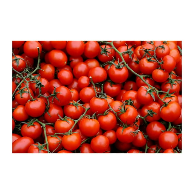 Cherry Tomato Seeds OIF8 250 Seeds NonGMO USA Grown Premium