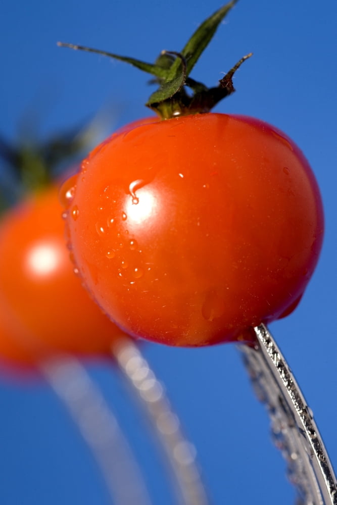 Cherry Tomatoes Canvas Art - John Short Design Pics (12 x 19)