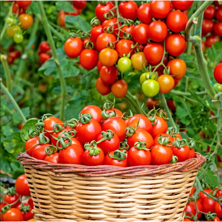 Cherry Tomatoes Plants Live for Planting, Sweet Red Fruits, Vegetable Seedlings for Garden, 3-6 Inch Tall, 2 Plants in Pot