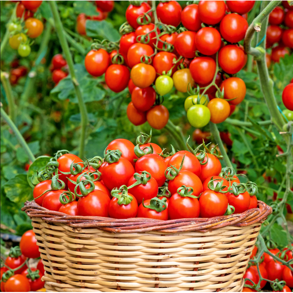 Cherry Tomatoes Plants Live for Planting, Sweet Red Fruits, Vegetable Seedlings for Garden, 3-6 Inch Tall, 2 Plants in Pot