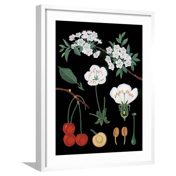 Art.com Cherry Tree Giclee Print, White Frame Wall Art, 23" x 29"