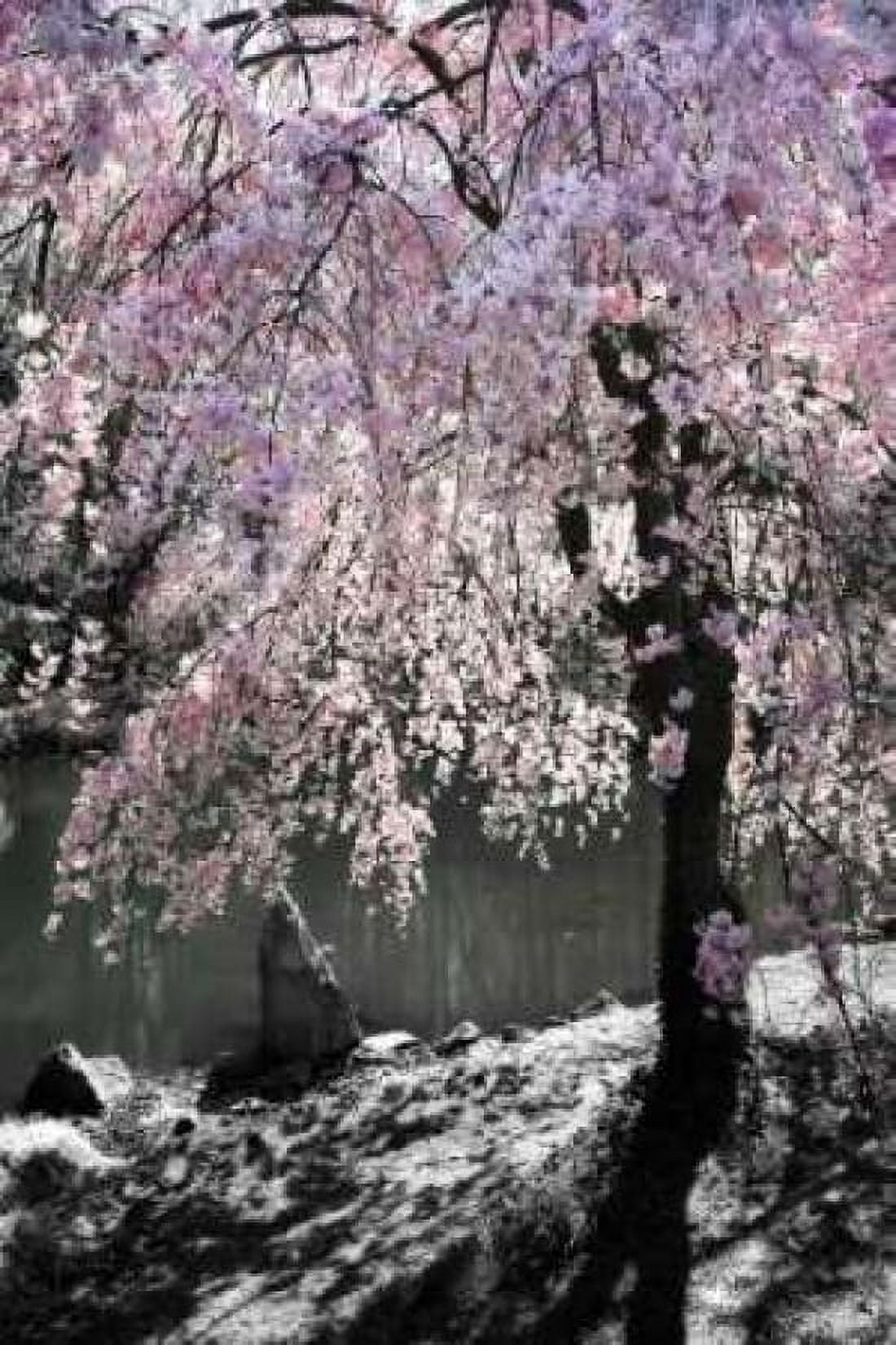 Cherry Tree I Canvas Art - Alan Hausenflock (20 x 28)