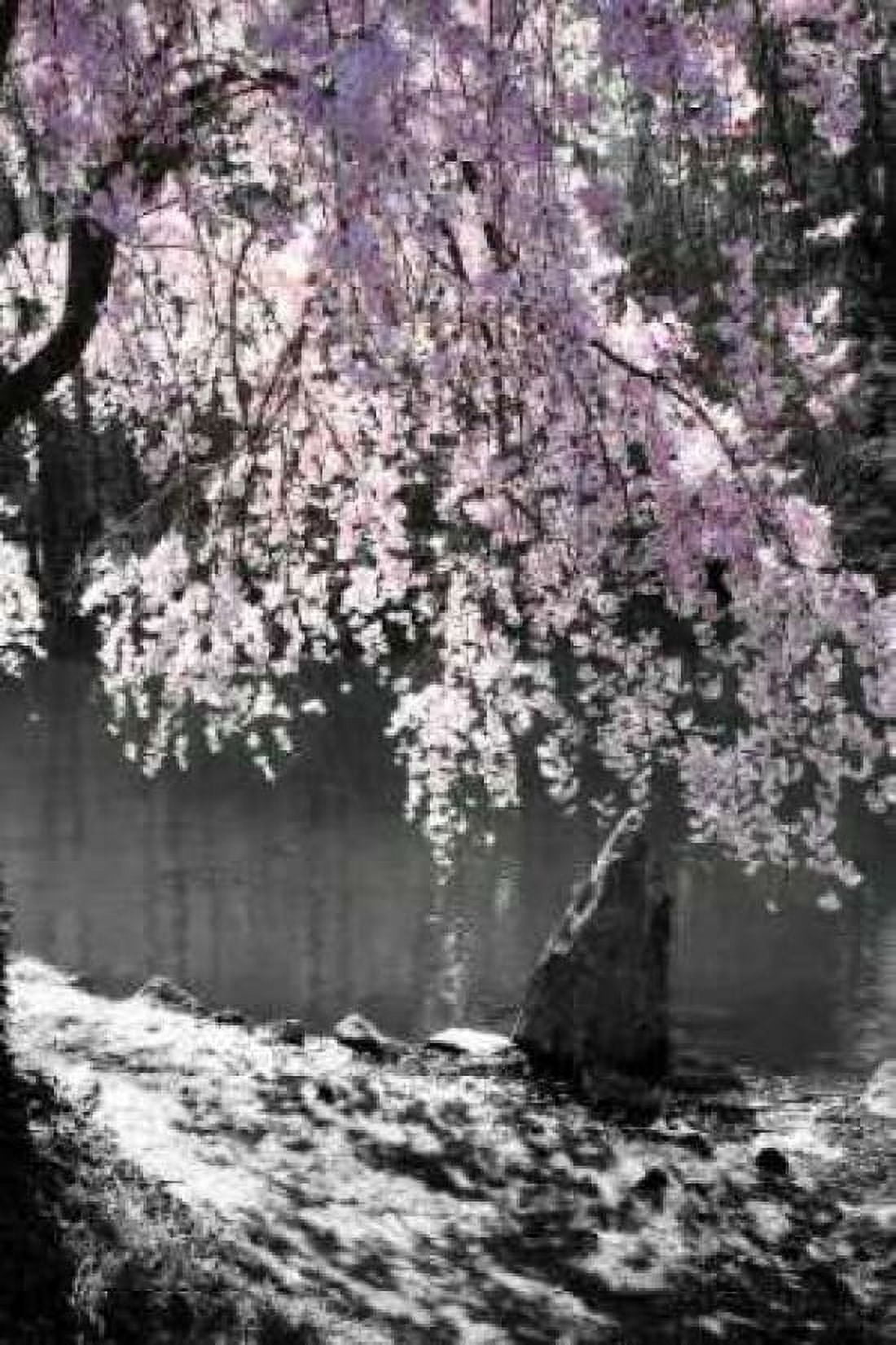 Cherry Tree II Canvas Art - Alan Hausenflock (20 x 28)