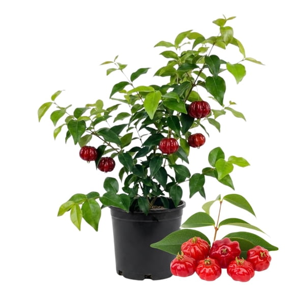 Cherry Tree Live Plant, Sweet Cherries Fruit Tree 4-8'' Tall, Tropical Fruit Trees for Planting Outdoor (Surinam Cherry Tree)