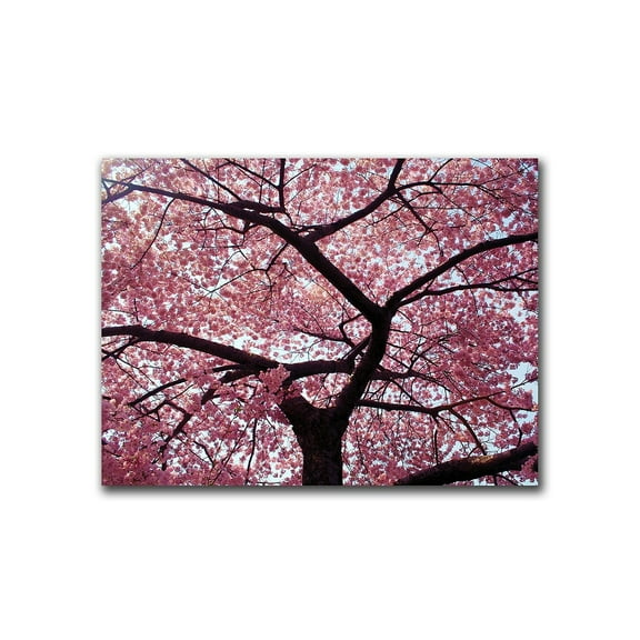 Cherry Tree by CATeyes - 18x24 Canvas Ready to Hang!