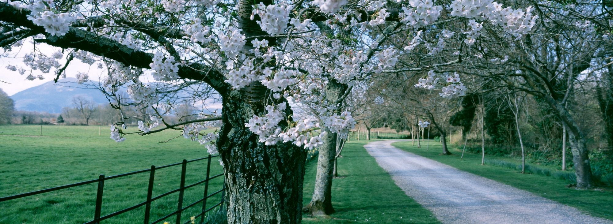 Cherry Trees And Path Killaney Ireland Canvas Art - Panoramic Images (27 x 9)