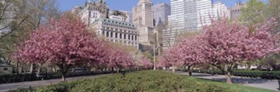 Cherry Trees Battery Park NYC New York City New York State USA Canvas Art - Panoramic Images (36 x 12)