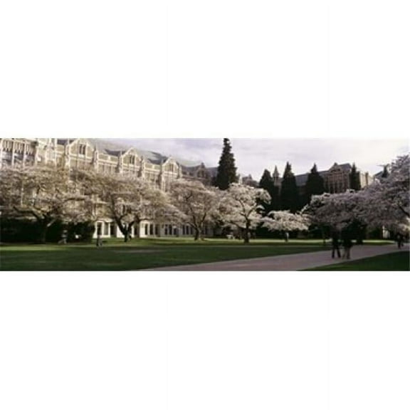 Cherry Trees in The Quad of A University University of Washington Seattle King County Washington State USA Poster Print, 18 x 6