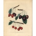 thumbnail image 1 of Cherry Varieties, Prunus Avium Poster Print By ® Florilegius Mary Evans (18 X 24), 1 of 3