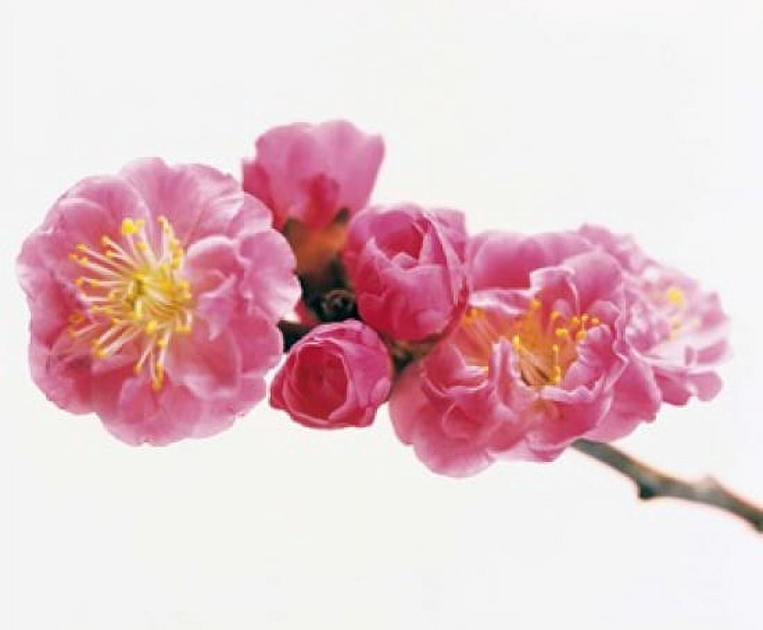 Cherry blossom Canvas Art - Panoramic Images (16 x 14)