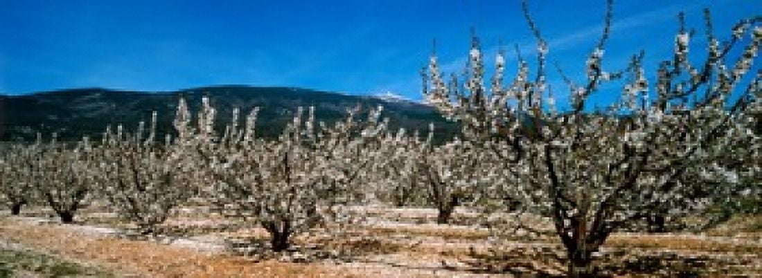 Cherry blossom Mont Ventoux Provence-Alpes-Cote dAzur France Canvas Art - Panoramic Images (18 x 7)