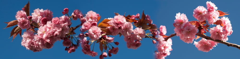 Cherry blossom flowers Canvas Art - Panoramic Images (36 x 12)