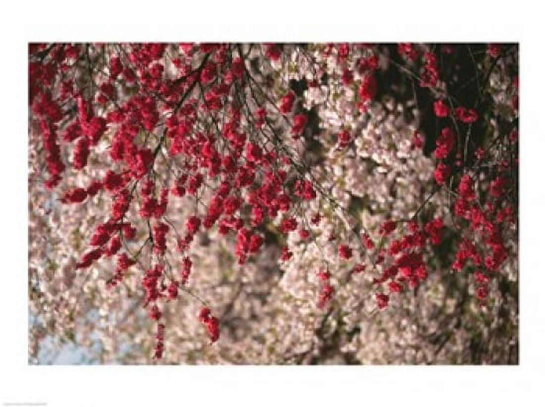 Cherry blossom flowers blooming Kyoto City Japan Canvas Art -  (24 x 18)