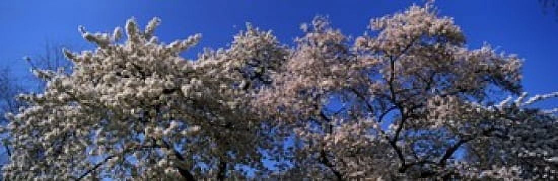 Cherry blossom in St Jamess Park City of Westminster London England Canvas Art - Panoramic Images (36 x 12)
