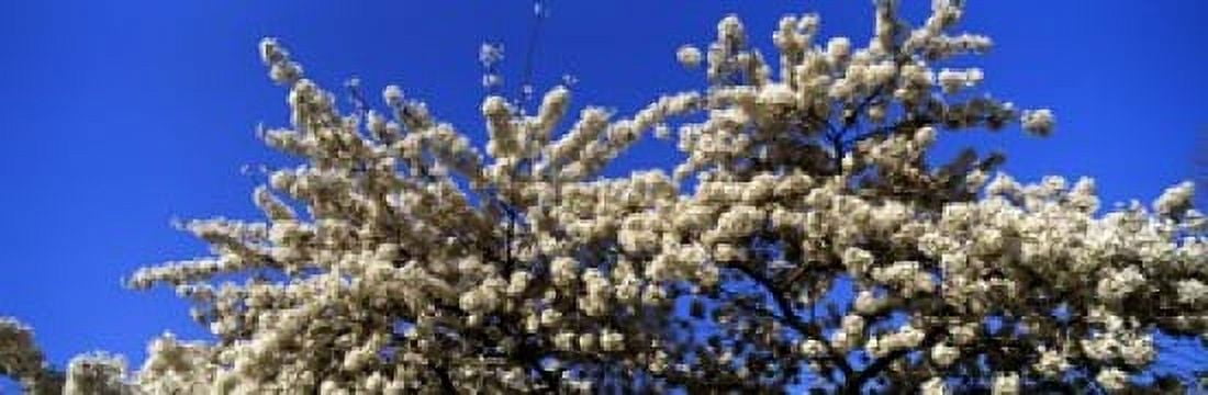 Cherry blossom in St Jamess Park City of Westminster London England Canvas Art - Panoramic Images (36 x 12)