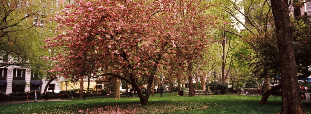 Cherry blossom in a park Madison Square Park Manhattan New York City New York State USA Canvas Art - Panoramic Images (27 x 9)