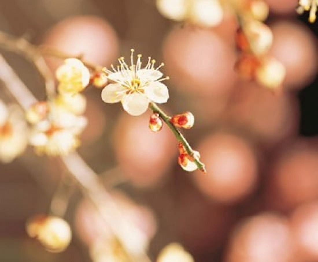Cherry blossom in selective focus Canvas Art - Panoramic Images (16 x 14)