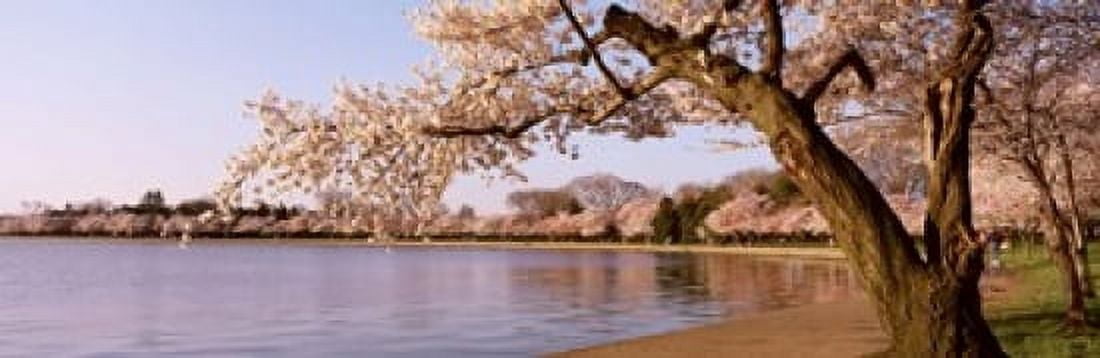 Cherry blossom tree along a lake Potomac Park Washington DC USA Canvas Art - Panoramic Images (18 x 6)