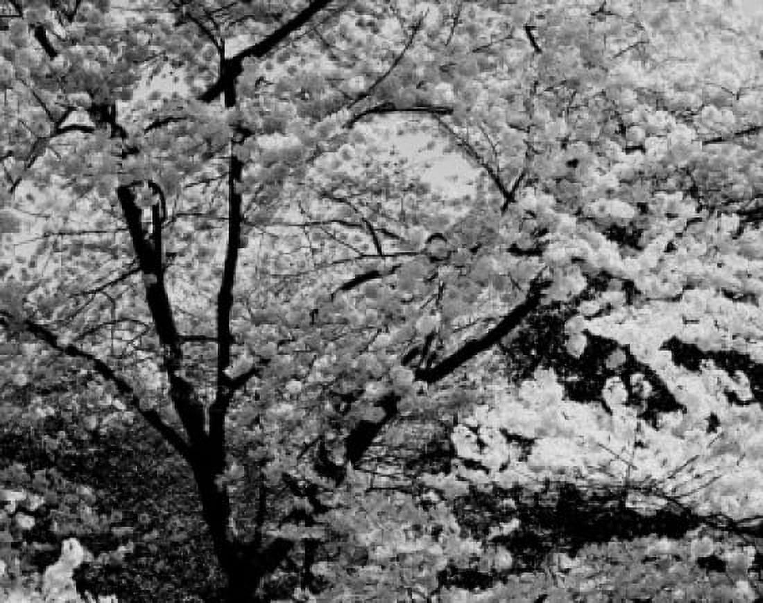 Cherry blossoms Canvas Art - (24 x 36)