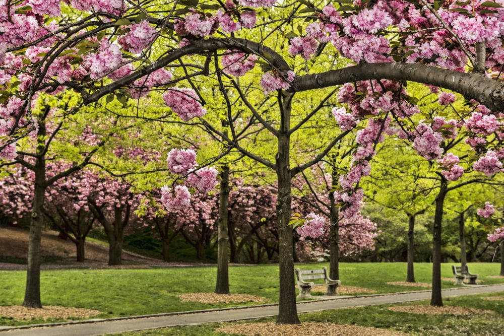 Cherry blossoms along Cherry Esplanade (prunus kanzan) Brooklyn Botanic Garden Brooklyn New York United States of America Canvas Art - F M Kearney Design Pics (38 x 24)
