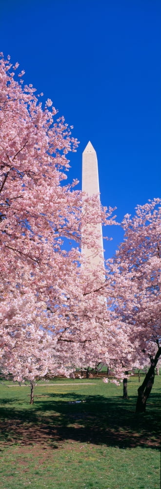 Cherry blossoms and Washington Monument Washington DC Canvas Art - Panoramic Images (27 x 9)