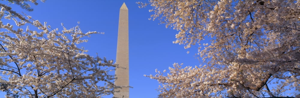 Cherry blossoms and Washington Monument Washington DC Canvas Art - Panoramic Images (36 x 12)