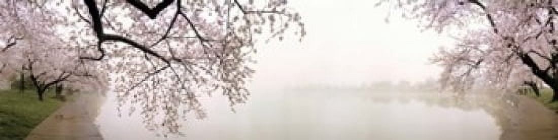 Cherry blossoms at the lakeside Washington DC USA Canvas Art - Panoramic Images (20 x 5)
