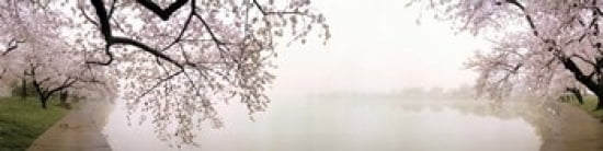 Cherry blossoms at the lakeside Washington DC USA Canvas Art - Panoramic Images (40 x 10)