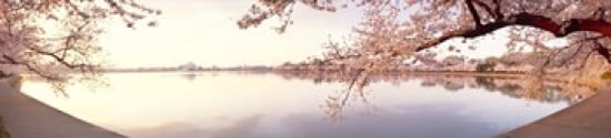Cherry blossoms at the lakeside Washington DC USA Canvas Art - Panoramic Images (44 x 10)