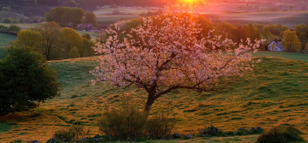 Cherry tree in bloom Broesarp Sweden Canvas Art - Panoramic Images (12 x 36)