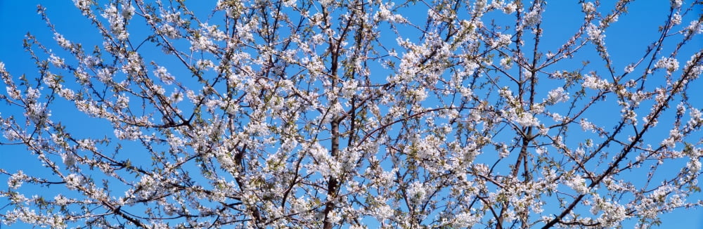 Cherry tree in bloom Germany Canvas Art - Panoramic Images (12 x 36)