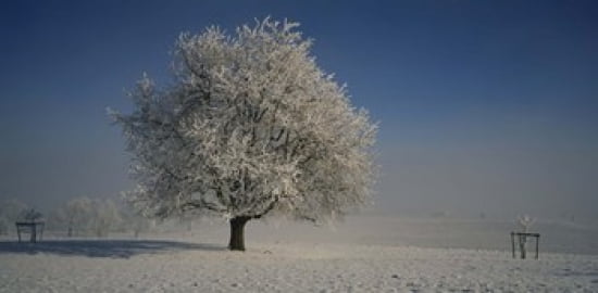 Cherry tree on a snow covered landscape Aargau Switzerland Canvas Art - Panoramic Images (24 x 12)