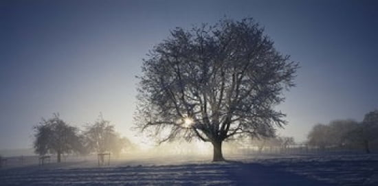 Cherry tree on a snow covered landscape Aargau Switzerland Canvas Art - Panoramic Images (24 x 12)