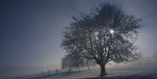 Cherry tree on a snow covered landscape Aargau Switzerland Canvas Art - Panoramic Images (24 x 12)