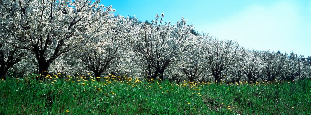 Cherry trees in a field Provence-Alpes-Cote dAzur France Canvas Art - Panoramic Images (36 x 12)