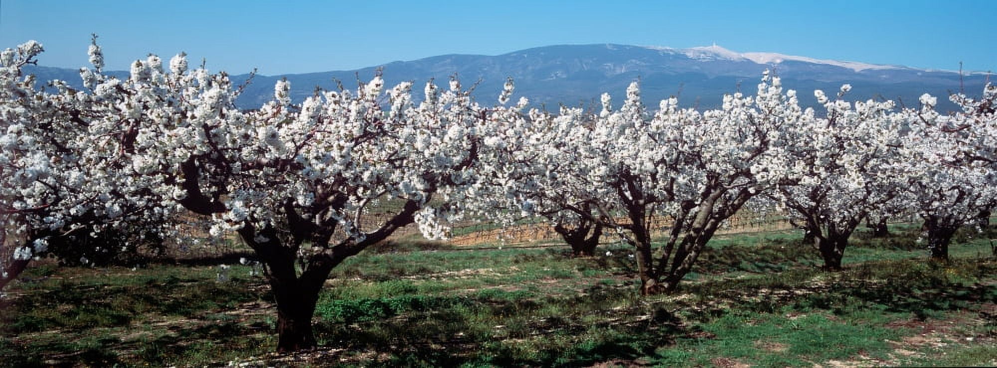 Cherry trees in a field with Mont Ventoux in the background Provence-Alpes-Cote dAzur France Canvas Art - Panoramic Images (27 x 9)