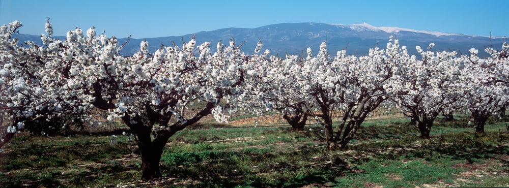 Cherry trees in a field with Mont Ventoux in the background Provence-Alpes-Cote dAzur France Canvas Art - Panoramic Images (36 x 12)