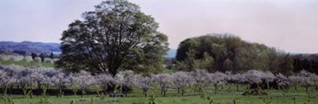 Cherry trees in an Orchard Michigan USA Canvas Art - Panoramic Images (18 x 6)